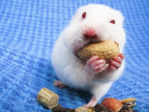 bigstock-Eat-It-All-3729295