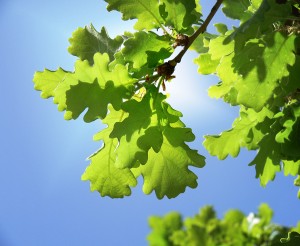 Mijn tuin – Perikelen Mijn tuin – Perikelen