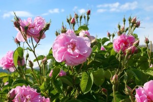 Rozen in mijn tuin Rozen in mijn tuin