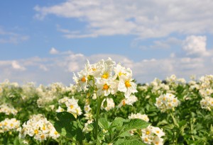 Een giftige plantenfamilie: de Solanaceae Een giftige plantenfamilie: de Solanaceae