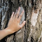 Eeuwige jeugd : we gaan er voor