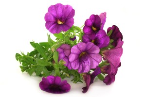 Plantjes!!! Plantjes!!!