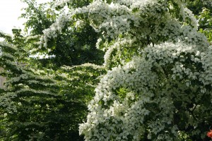 Cornus Kousa China girl, oftewel Kornoelje Cornus Kousa China girl, oftewel Kornoelje