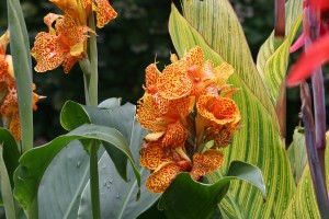 De Canna’s De Canna’s