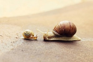 Feuilleton – 46 – Du vin, du pain, du pindakaas : Men ontkomt niet aan zijn noodlot Feuilleton – 46 – Du vin, du pain, du pindakaas : Men ontkomt niet aan zijn noodlot