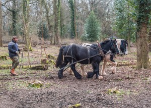 Feuilleton – 52 – Du vin, du pain, du pindakaas : De paarden die de haver verdienen, krijgen ze niet Feuilleton – 52 – Du vin, du pain, du pindakaas : De paarden die de haver verdienen, krijgen ze niet